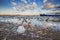 Beautiful Swans on the Danube river in Zemun,Serbia