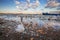 Beautiful Swans on the Danube river in Zemun,Serbia