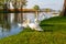 Beautiful swans on Lake Balaton near the town of Fonyod, in the background the Badacsony Mountains and Szigliget