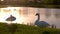 Beautiful swans on meadow at sunset.