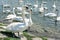 Beautiful Swans â€“ Cygnus, birds scene