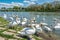 Beautiful Swans â€“ Cygnus on the river side with bridge, Piestany, Slovakia