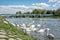 Beautiful Swans â€“ Cygnus on the river side with bridge, Piestany, Slovakia