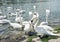 Beautiful Swans â€“ Cygnus, waterfowl on the lake shore