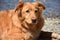 Beautiful Sweet Faced Duck Tolling Retriever Dog