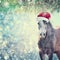 Beautiful sweet Horse with Santa hat on Christmas background of snow and spruce branches