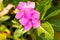 The beautiful sweet pink Madagasca Periwinkle or Rose Periwinkle