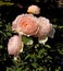 Beautiful sweet scented summer roses bush flowers plants bouquet peonies peony rose pink red garden
