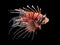 Beautiful swimming Lionfish isolated on black background