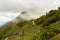 Beautiful swiss cows. Alpine meadows. Alps mountain meadow tranquil summer view. Mountain valley village landscape summer.