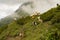 Beautiful swiss cows. Alpine meadows. Alps mountain meadow tranquil summer view. Mountain valley village landscape summer.