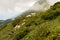 Beautiful swiss cows. Alpine meadows. Alps mountain meadow tranquil summer view. Mountain valley village landscape summer.