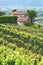 Beautiful Swiss grapeyard in Alps