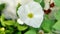 Beautiful sword plant white flowers. Bloom in the morning. Echinodorus palaefolius. White flowers and green leaves