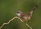 Beautiful Sylvia melanocephala warbler