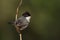 Beautiful Sylvia melanocephala warbler