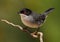 beautiful Sylvia melanocephala warbler perched on