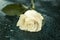 Beautiful Symbolic White Dewy Rose.