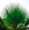 A beautiful symmetric palm leaf with open sky in the background.