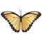 Beautiful symmetrical golden butterfly isolated vector illustration