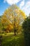 A beautiful and symmetrical tree loses autumn leaves in southern England parkland