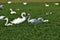 Beautiful, symmetrical white swans amongst a flock in a field near to Oss, Netherlands