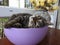 A beautiful tabby cat in a bowl