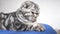 Beautiful tabby cat. british scottish fold cat. the cat is lying. pet rests in the room.