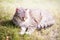 Beautiful tabby cat dreaming