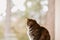 Beautiful tabby cat looking through the window. Domestic cat posing. Domestic animals concept. European cat.