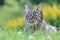 Beautiful tabby cat lying on the blooming meadow
