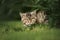 beautiful tabby cat lying down outdoors on grass