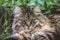 Beautiful tabby cat outside lying on grass. Cat outdoors. Detail of cats head. Cute pets. Grey cat watching, staring. Persian cats
