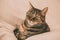 Beautiful tabby cat portrait. Domestic cat posing. Domestic animals concept.
