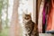 Beautiful tabby cat portrait near a window. Domestic cat posing. Domestic animals concept.