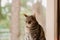 Beautiful tabby cat portrait near a window. Domestic cat posing. Domestic animals concept.