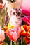 Beautiful tabby cat sits near bouquets of tulips. beautiful heads of flowers close-up. fragrant flowers for the holiday on March 8