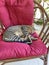 A beautiful tabby cat is sleeping in nature, resting, close-up. Sleeping cat, cat. The handsome cat is curled up in a ball and