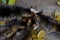 Beautiful tabby cats next to a food bowl placed on the lawn in the backyard, eating.