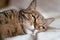 Beautiful tabby female cat with green eyes lying on the bed.