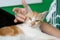 Beautiful tabby kitten enjoying the caresses of its human. Male hand stroking cat hand