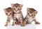 Beautiful tabby kittens