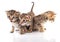 Beautiful tabby kittens