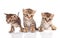 Beautiful tabby kittens