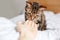 Beautiful tabby pet cat sniffing human hand palm. Relationship of owner and a domestic feline animal. Adorable furry kitten friend