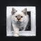 Beautiful tabby point Sacred Birman cat kitten, isolated on black background