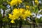 Beautiful Tabebuia aurea tree in Thailand