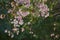 Beautiful tabebuia rosea flowers branches on the tree