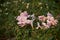 Beautiful tabebuia rosea flowers falling on the ground