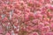 Beautiful Tabebuia rosea tree, pink flower blooming in garden